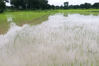 Water filled in the fields due to heavy rain, smile on farmers face