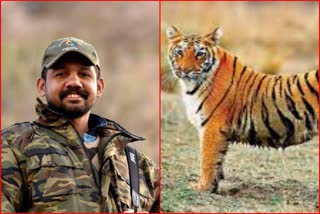 कोटा में बाघों की मौत, Tiger died in Kota
