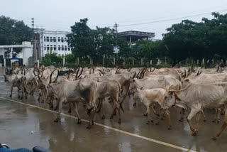 Rain  in Koppal