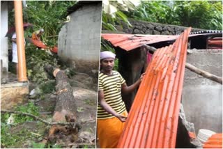 Heavy rains in Idukki  Idukki  damage to crops  ഇടുക്കി  കനത്ത മഴ  വ്യാപക കൃഷി നാശം