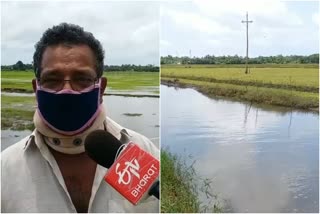 Widespread damage  പാടശേഖരം  തട്ടേക്കാട് വട്ടക്കായൽ  വ്യാപക നാശം  പാടശേഖരത്തില്‍ വെള്ളം കയറി  വിരിപ്പു കൃഷി  തട്ടേക്കാട് - വട്ടക്കായാൽ പടശേഖരം