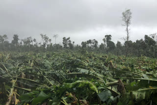 banana trees