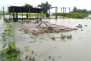 Assam flood