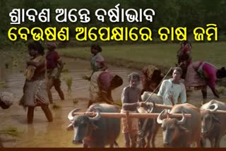 ବର୍ଷାଭାବରୁ ବେହାଲ ରାୟଗଡା, ବେଉଷଣ ଚିନ୍ତାରେ ହତାଶ ଚାଷୀ