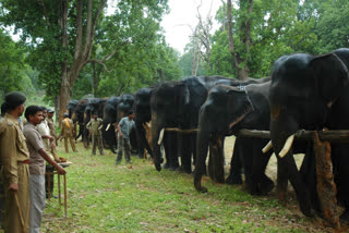 Rejuvenation Camp  set for 16 elephants of Kanha tiger reserve from today