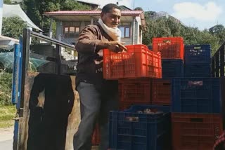 apple season in rampur