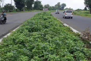 Soybean crop