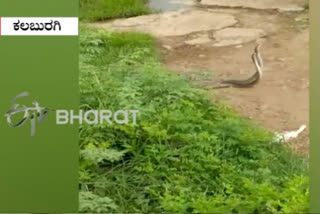 cobra snakes found romancing in road