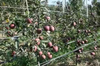 Apple plants