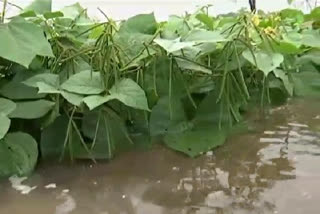 crop loss due to continuous rainfall