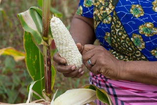 Maize and the plight of farmers