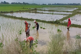 Low Pressure Rain brought happiness for farmers
