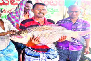 తుంగభద్ర నదిలో జాలర్లకు చిక్కిన భారీ మీనాలు