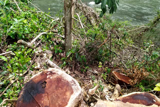 Attempt to cut down a tree that was in government land  പുറമ്പോക്കില്‍ നിന്നിരുന്ന ആഞ്ഞിലിമരം വെട്ടിക്കടത്താന്‍ ശ്രമം  ആഞ്ഞിലിമരം വെട്ടിക്കടത്താന്‍ ശ്രമം