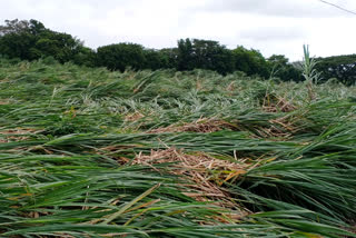 Damage to sugarcane crops