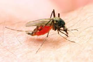 eight hundered seventy two malaria  cases found in mumbai