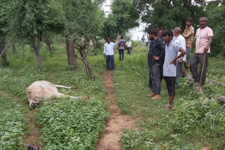 ઇડર લાલપુર ગામે વીજ શોક લાગતા બે બાળકોના મોત