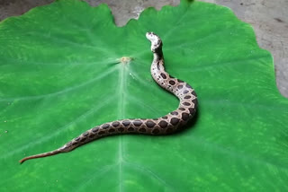Rare ghonas snake with 2 mouths found  in Kalyan