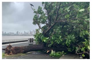 tree collapsed