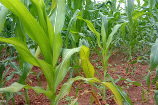 ಬಿಳಿರೋಗಕ್ಕೆ ತುತ್ತಾದ ಮೆಕ್ಕೆಜೋಳ ಬೆಳೆ