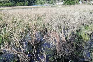 Kalgachiya vegitable farmers are in trouble due to flood