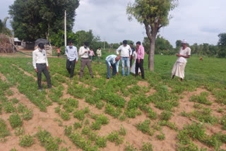 Raniwara news, Agriculture Department, reviews peanut crop