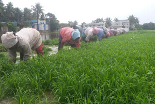 kharif agriculture works started in east godavari dst