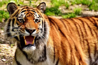 tigers in maharashtra