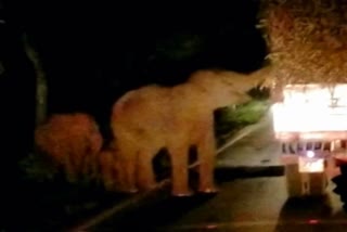 Elephant asking for sugarcane in National highway