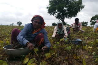 Cultivation of Mung bean