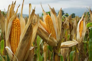 Maize prices
