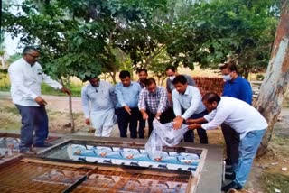 Two new mini hatcheries made for gambusia fish in nuh