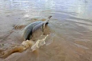 ಬೃಹತ್​ಗಾತ್ರದ ಮೀನು