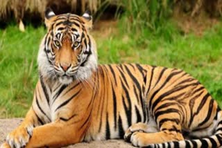 tigress-sundari-to-return-to-mp-tiger-project-hit-in-odisha