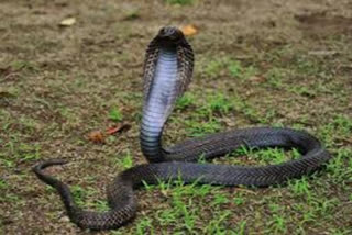 snake-bite-in-sitapur