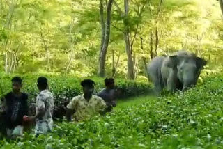 elephant terror at golaghat numaligrah