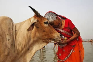 શ્રાવણ મહિનાના તહેવારોનો બોળચોથથી પ્રારંભ