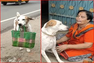 dog buys things for childless owner in mayiladuthurai