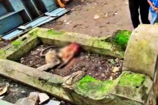 Headless monkey found killed