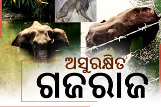 report-exposes-state-govt-false-claim-elephant-death-rise-in-odisha