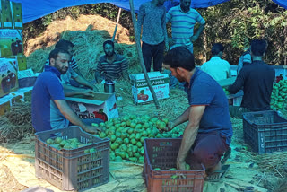 ناشپاتی کے کسانوں کو لاک ڈاؤن میں مشکلات