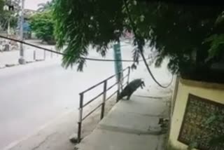 wild-boar-terror-in-guwahati