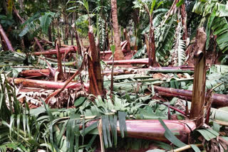 Tenkasi farmer  தென்காசி  தென்காசி மாவட்டச் செய்திகள்  Tenkasi district news  banana trees fall