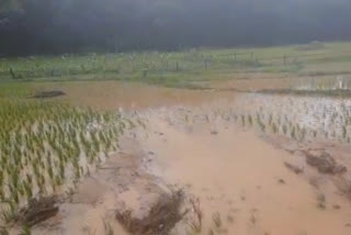 Crops destroyed due to continuous rainfall