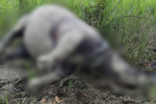 Rhino carcass riddled with bullet