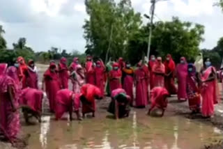 गुलाबी गैंग की महिलाओं ने सड़क पर बने गड्ढों में धान की रोपाई कर जताया विरोध.