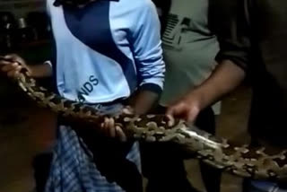 Youngsters Handed over the snake to Forest Officials