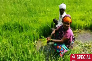 Farmers engaged in paddy sowing