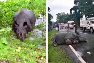 poachers killed one horned rhino