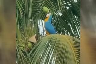 parrot drinking coconut water